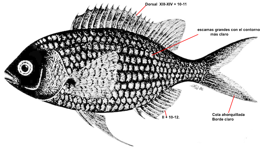 Chromis chromis_001.jpg